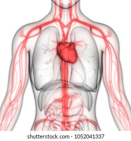 Human Circulatory System Anatomy. 3D
