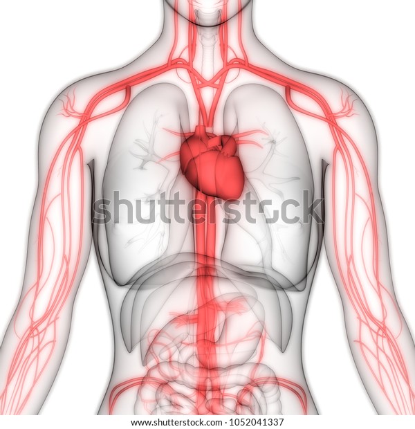 Human Circulatory System\
Anatomy. 3D