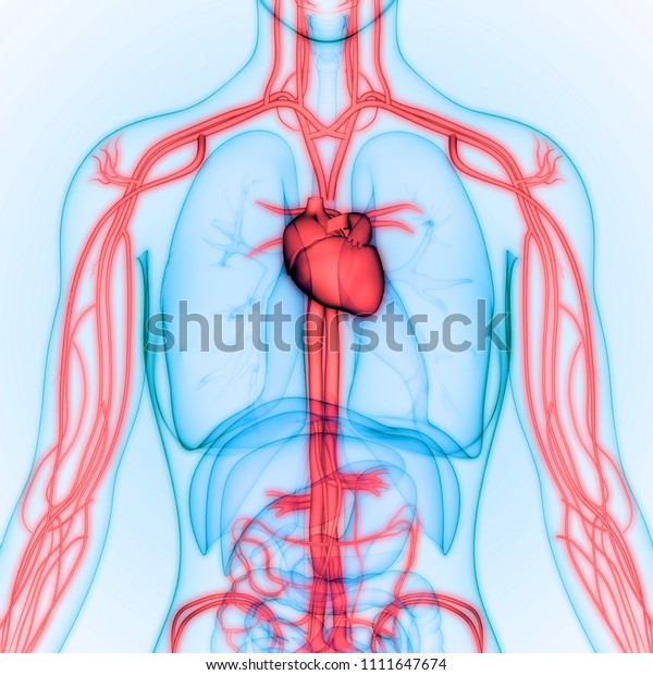 Human Circulatory System Anatomy 3d Stock Illustration 1111647674