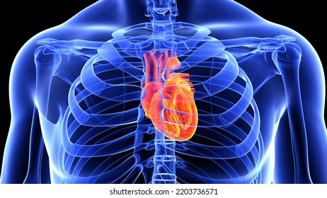 Human Circulatory System  Anatomy With Heart 3d Animation