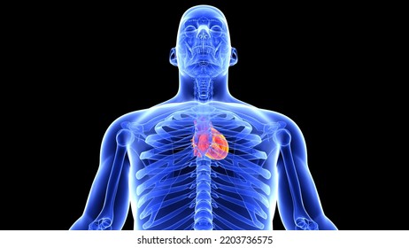 Human Circulatory System  Anatomy With Heart 3d Animation