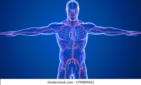 The Human Circulatory System and Cardiovascular System are the heart, blood and blood vessels. It includes the pulmonary circulation.Arteries carry blood away from the heart and veins carry blood.3D