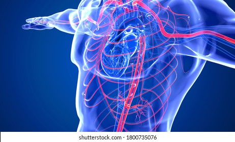 Human Circulatory System and Cardiovascular System are the heart, blood and blood vessels. It includes the pulmonary circulation.Arteries carry blood away from the heart and veins carry blood.3D