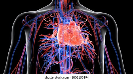 Human Circulatory System and Cardiovascular System are the heart, blood and blood vessels. It includes the pulmonary circulation.Arteries carry blood away from the heart and veins carry blood.3D