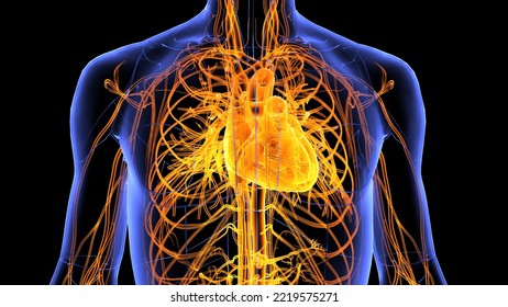 788 Cardiovascular, Brain And Muscles Images, Stock Photos & Vectors ...