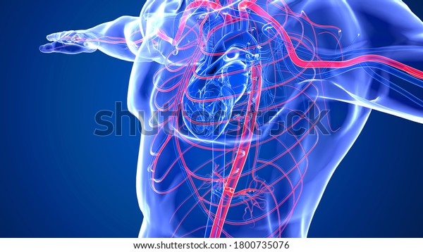 Human Circulatory System and Cardiovascular\
System are the heart, blood and blood vessels. It includes the\
pulmonary circulation.Arteries carry blood away from the heart and\
veins carry\
blood.3D