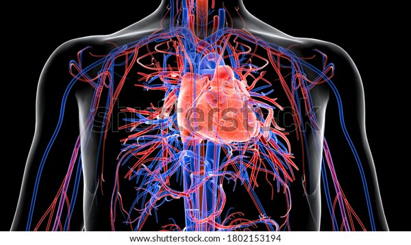 Human Circulatory System Cardiovascular System Heart Stock Illustration ...
