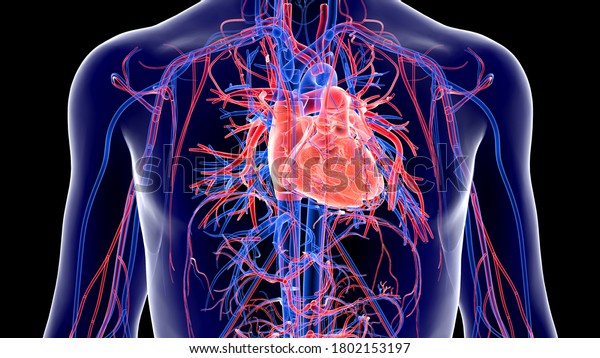 Human Circulatory System and Cardiovascular\
System are the heart, blood and blood vessels. It includes the\
pulmonary circulation.Arteries carry blood away from the heart and\
veins carry\
blood.3D