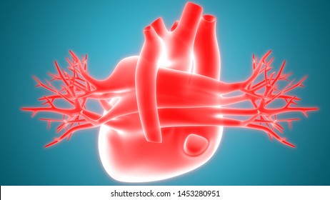 Human Circulatory System Heart Anatomy Posterior Stock Illustration ...