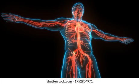 Human Circulatory System Heart Anatomy. 3D