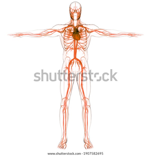 Human Circulatory
System Heart Anatomy.
3D