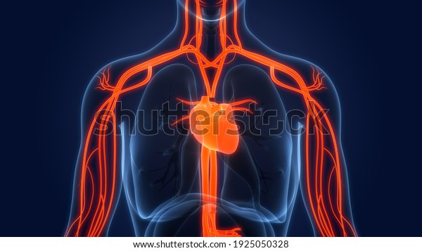 Human Circulatory System Heart Anatomy 3d Stock Illustration 1925050328