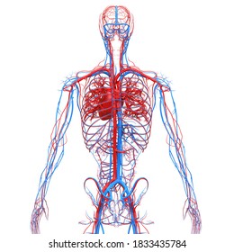 Human Circulatory System Heart Arteries Veins Stock Illustration ...