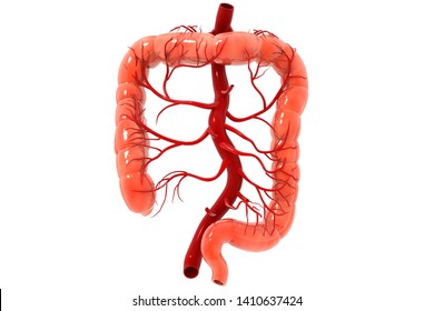 Human Colon. Colon Anatomy. 3d Render