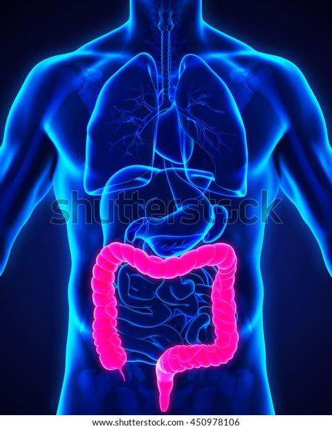 Human Colon Anatomy Illustration 3d Rendering Stock Illustration 450978106