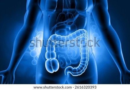 Human colon digestive system on blue color background. 3d illustration		