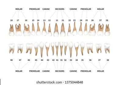 Tooth Count Chart