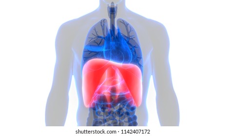 Human Diaphragm Anatomy 3d Stock Illustration 1142407172 | Shutterstock