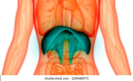 Human Diaphragm Anatomy. 3D