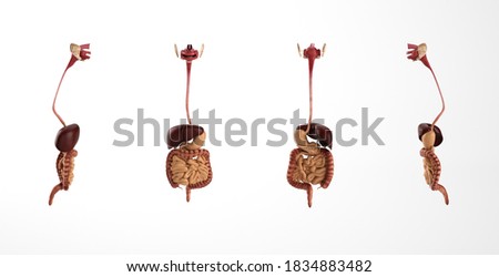 human digestieve system, 3d  render
