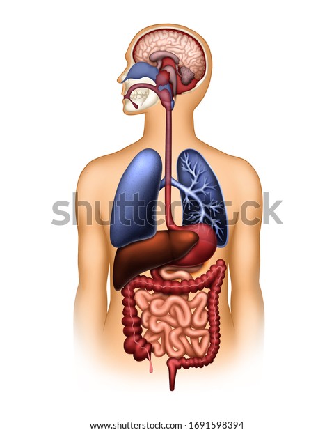 Human Digestive Respiratory System Brain Body Stock Illustration 1691598394