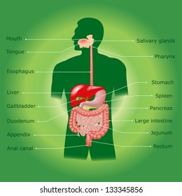The human digestive system