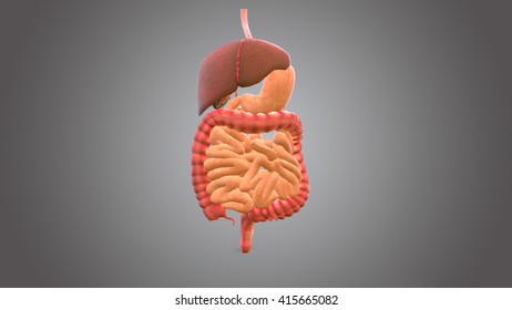 Human Digestive System 3d Stock Illustration 415665082 | Shutterstock