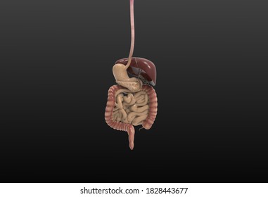 Human Digestive System 3d Illustration Stock Illustration 1828443677 ...