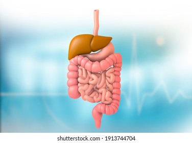 Human digestive system. 3d illustration		