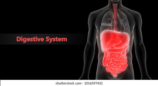 Human Digestive System Anatomy 3d Stock Illustration 1016597431 ...