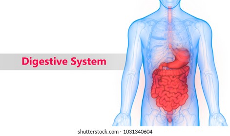 Human Respiratory System Lungs Diaphragm Anatomy Stock Illustration ...