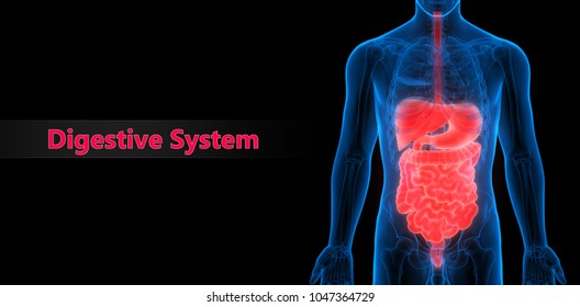 Human Digestive System Anatomy 3d Stock Illustration 1047364729 ...