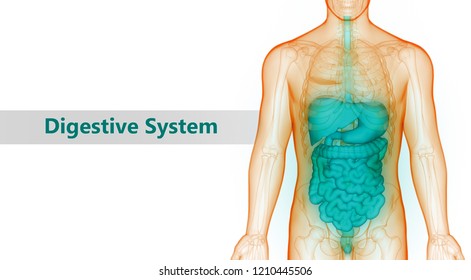 Human Digestive System Anatomy 3d Stock Illustration 1210445506 ...