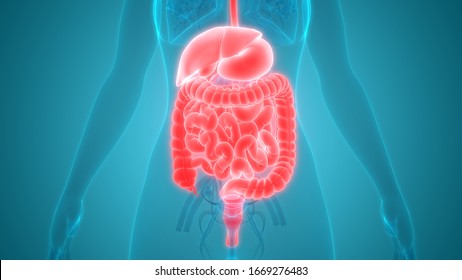 Human Digestive System Anatomy 3d Stock Illustration 1669276483 ...