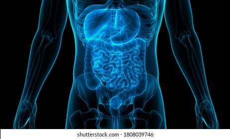 Human Digestive System Anatomy. 3D