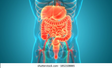 Human Body Digestive System 3d Illustration Stock Illustration 1912974580