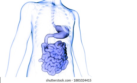 Human Digestive System Anatomy. 3D