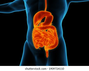 Human Digestive System Anatomy. 3D Illustration