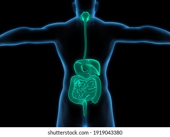 Human Digestive System Anatomy. 3D Illustration