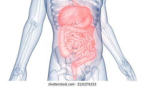 Human Digestive System Anatomy. 3D