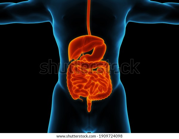 Human Digestive\
System Anatomy. 3D\
illustration