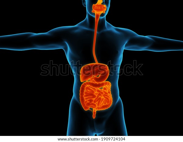 Human Digestive System Anatomy 3d Illustration Stock Illustration ...