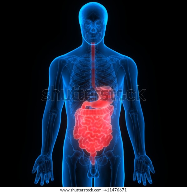 Human Digestive System Anatomy 3d Stock Illustration 411476671