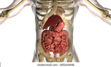 Human Digestive System Anatomy, Alimentary Tract, 3D Illustration