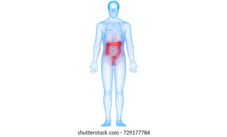 Human Digestive System Anatomy Large Intestine Stock Illustration ...