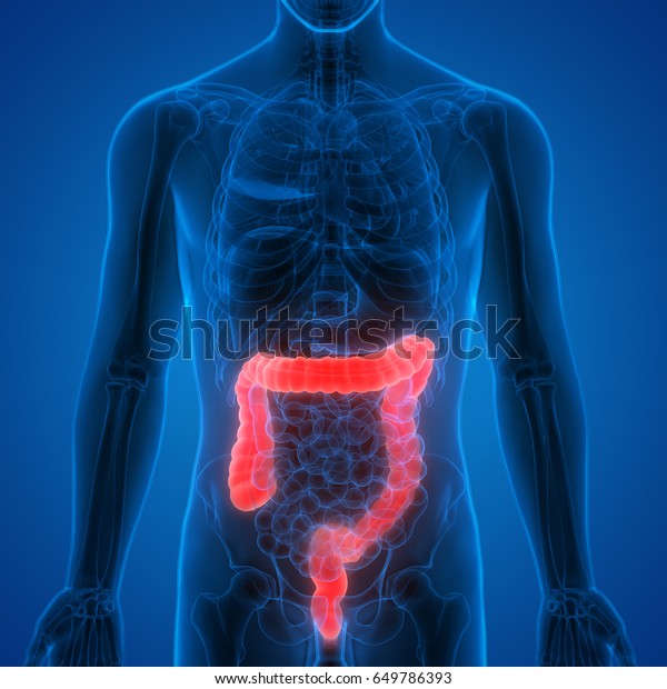 Human Digestive System Anatomy Large Intestine Stock Illustration ...