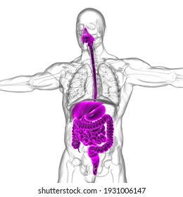 膵臓 イラスト の画像 写真素材 ベクター画像 Shutterstock