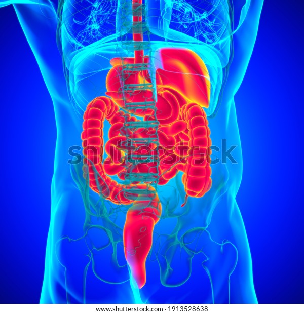 Human Digestive System Anatomy For Medical
Concept 3D
Illustration