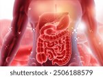 Human digestive system anatomy on scientific background. 3d illustration	