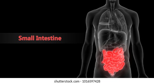 Human Digestive System Anatomy Small Intestine Stock Illustration ...